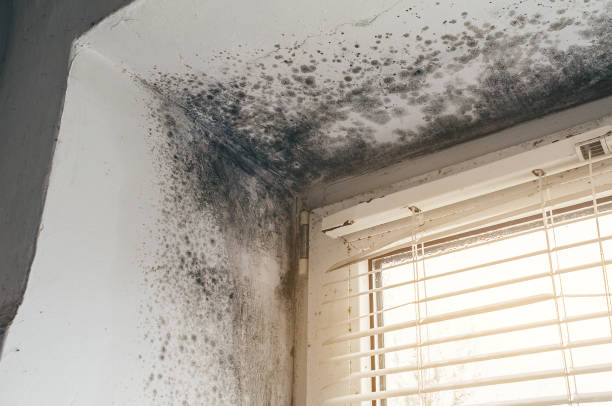 Affordable Hvac And Air Duct Mold Remediation solutions in Hudson, IL